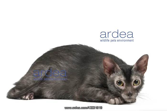 : Lykoi cat in the studio - also known as a Werewolf cat : Lykoi cat in the studio - also known as a Werewolf cat