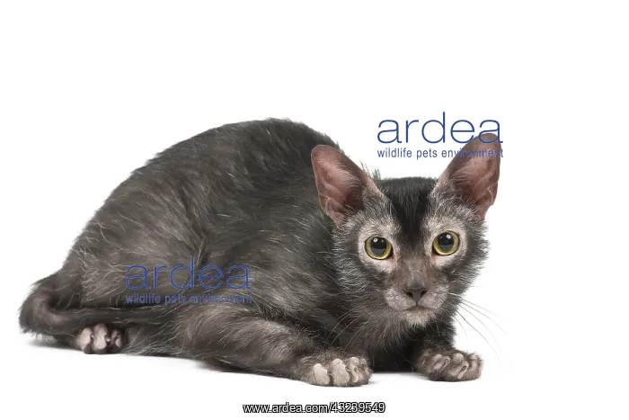 : Lykoi cat in the studio - also known as a Werewolf cat : Lykoi cat in the studio - also known as a Werewolf cat