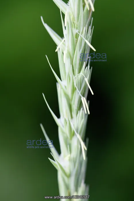 : Lymegrass, Elymus arenarius : Lymegrass, Elymus arenarius