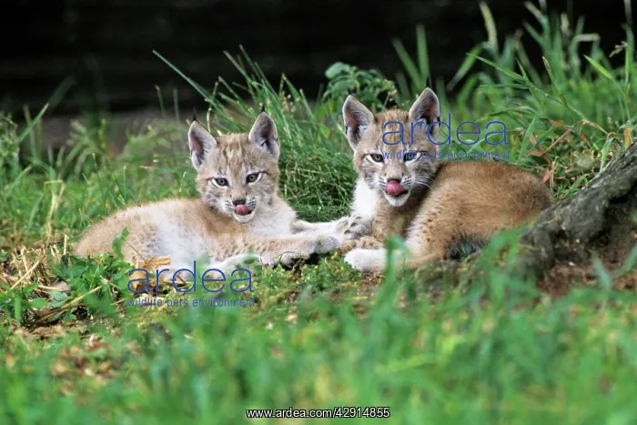 : Lynx - 2 cubs resting : Lynx - 2 cubs resting