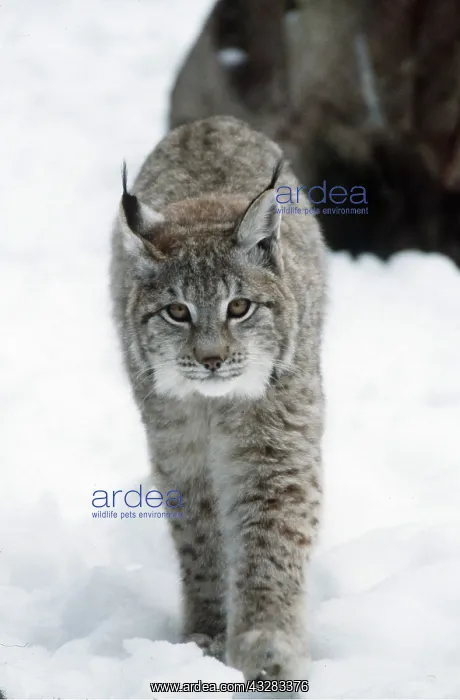 : LYNX : LYNX