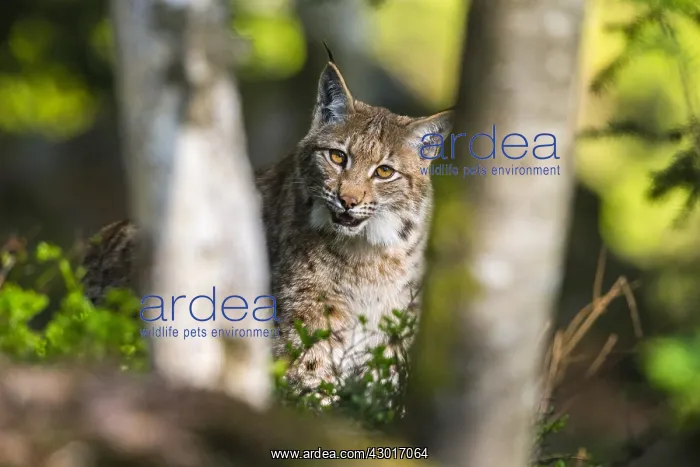  : Lynx - adult animal curiously peering between tree