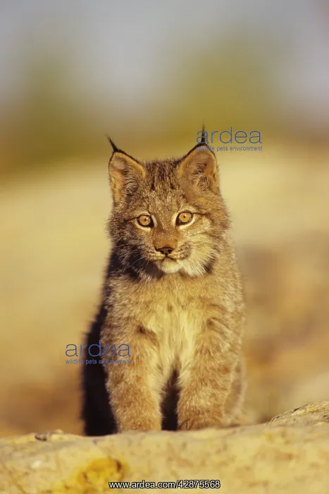 : Lynx / Canadian Lynx cub : Lynx / Canadian Lynx cub
