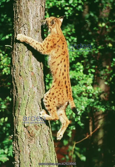  : Lynx - Climbing tree