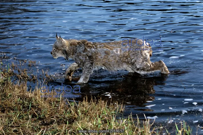: Lynx - coming out of river : Lynx - coming out of river