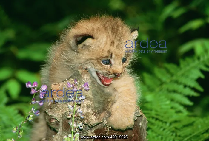 : LYNX - CUB SNARLING : LYNX - CUB SNARLING