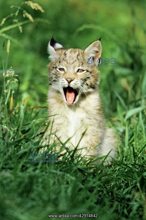 : Lynx - cub yawning : Lynx - cub yawning