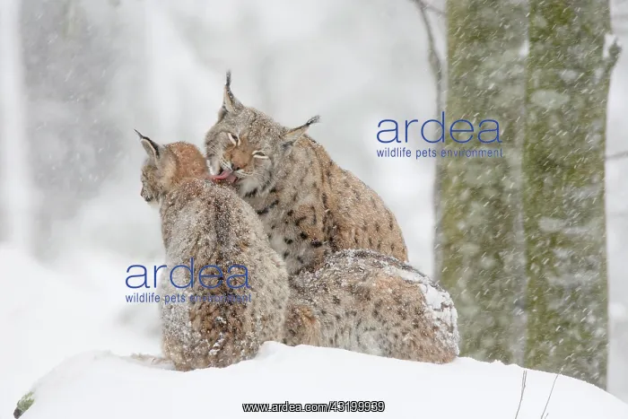 : Lynx, Eurasian lynx, Eurasian lynx (Lynx lynx) : Lynx, Eurasian lynx, Eurasian lynx (Lynx lynx)