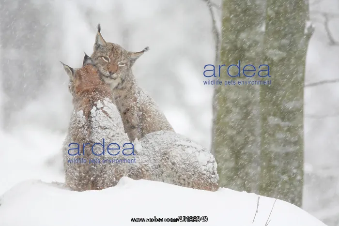 : Lynx, Eurasian lynx, Eurasian lynx (Lynx lynx) : Lynx, Eurasian lynx, Eurasian lynx (Lynx lynx)