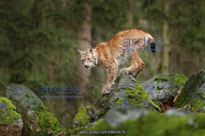 : Lynx, Eurasian wild cat walking on green moss stone with : Lynx, Eurasian wild cat walking on green moss stone with