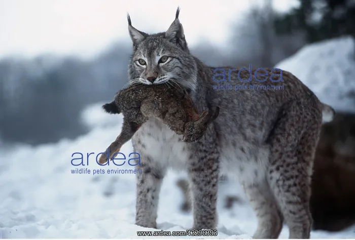  : LYNX - european with rabbit in mouth