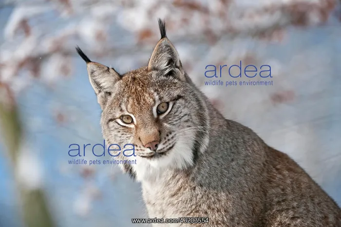 : Lynx (Felis lynx), portrait, Knuell Wildlife Park : Lynx (Felis lynx), portrait, Knuell Wildlife Park
