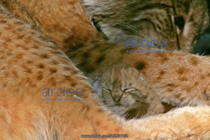 : Lynx - female adult with newborn kitten snuggling : Lynx - female adult with newborn kitten snuggling