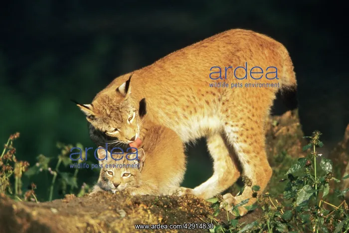 : Lynx - female licking cub : Lynx - female licking cub