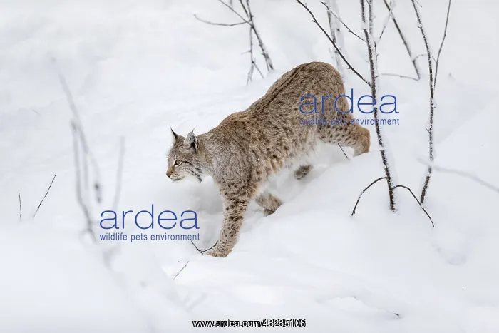  : Lynx - Finland