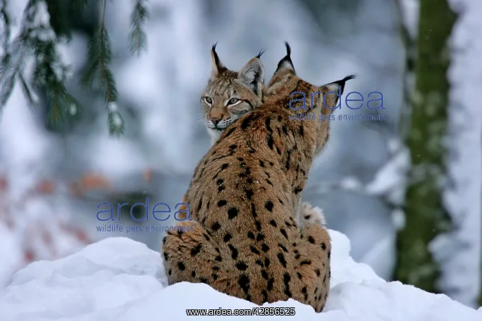 : Lynx - two individuals cuddling in winter forest : Lynx - two individuals cuddling in winter forest
