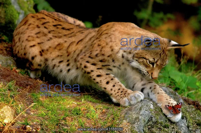 : Lynx looks baffled at butterfly on its paw : Lynx looks baffled at butterfly on its paw