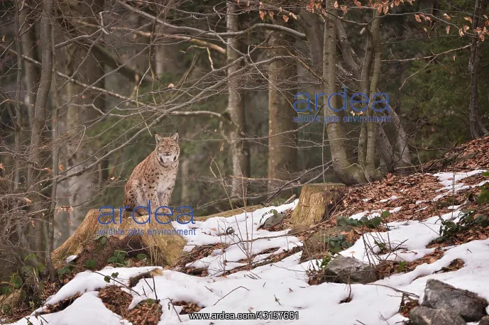 : Lynx lynx Felidae : Lynx lynx Felidae