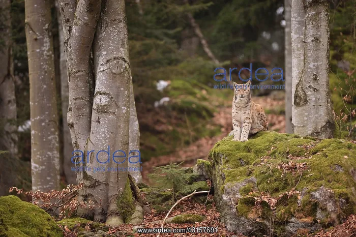 : Lynx lynx Felidae : Lynx lynx Felidae