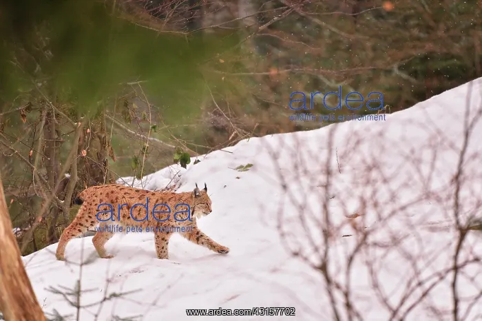 : Lynx lynx Felidae : Lynx lynx Felidae
