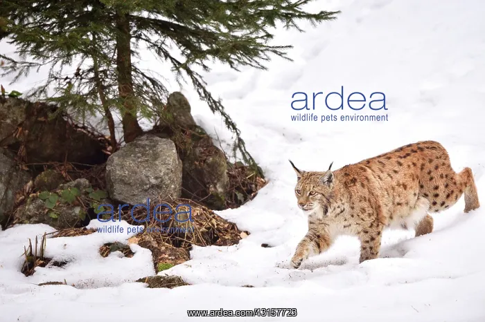 : Lynx lynx Felidae : Lynx lynx Felidae
