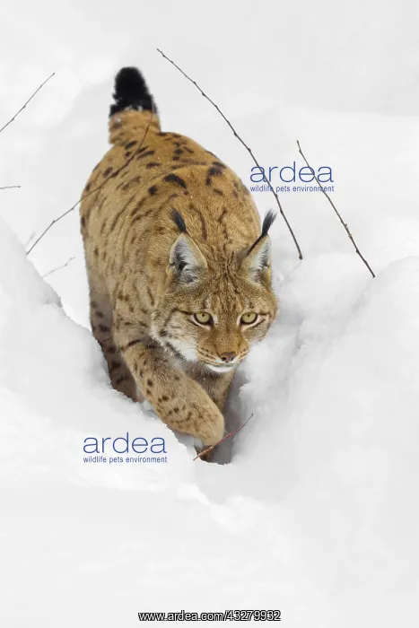 : Lynx (Lynx lynx), running through deep snow, Bavarian : Lynx (Lynx lynx), running through deep snow, Bavarian