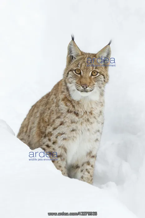 : Lynx (Lynx lynx) sits in the snow, Bavarian Forest : Lynx (Lynx lynx) sits in the snow, Bavarian Forest
