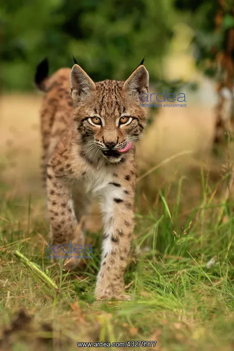 : Lynx (Lynx lynx), young animal running, Rhineland-Palatinate : Lynx (Lynx lynx), young animal running, Rhineland-Palatinate