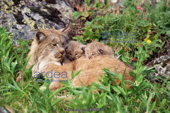 : LYNX - mother with two young kittens : LYNX - mother with two young kittens