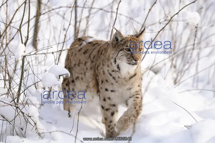 : A lynx moves through the snowy forest, the surroundings : A lynx moves through the snowy forest, the surroundings
