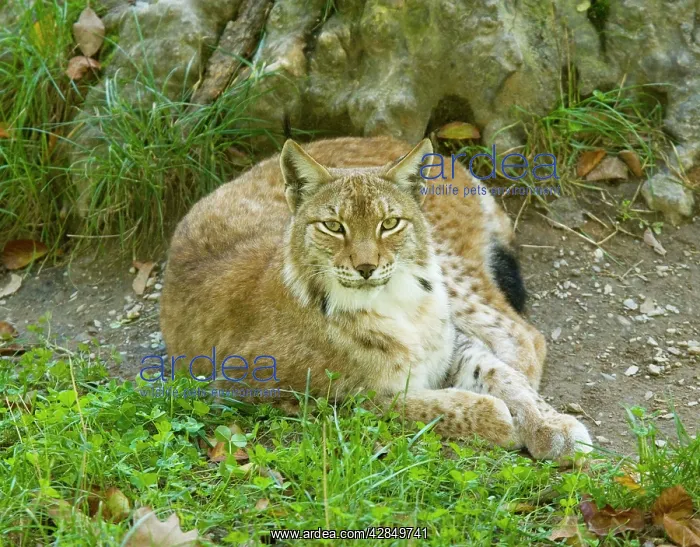 : Lynx - rare in France, re-introduced into Vosges / Jura area : Lynx - rare in France, re-introduced into Vosges / Jura area