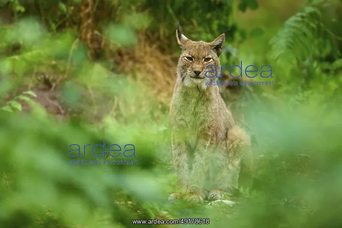 : Lynx, resting attentively amidst green foliage in the forest : Lynx, resting attentively amidst green foliage in the forest