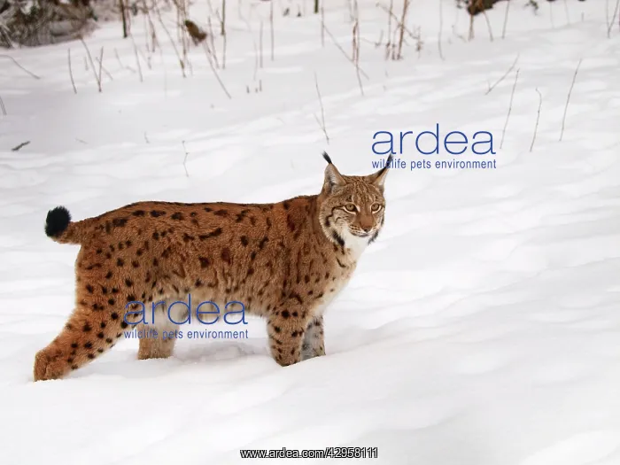  : Lynx at snow