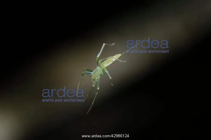 : Lynx Spider hanging from silk thread - Klungkung : Lynx Spider hanging from silk thread - Klungkung