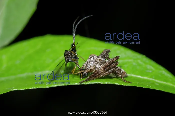 : Lynx Spider on leaf - with Eucharatid parasitic : Lynx Spider on leaf - with Eucharatid parasitic