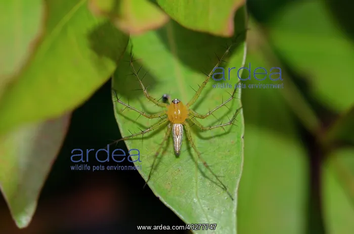 : Lynx Spider on leaf - Pering, Gianyar, Bali, Indonesia : Lynx Spider on leaf - Pering, Gianyar, Bali, Indonesia