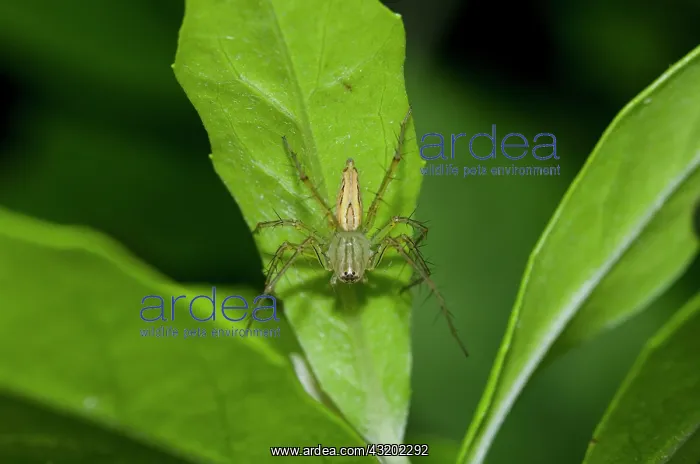 : Lynx Spider on leaf - Saba, Bali, Indonesia : Lynx Spider on leaf - Saba, Bali, Indonesia