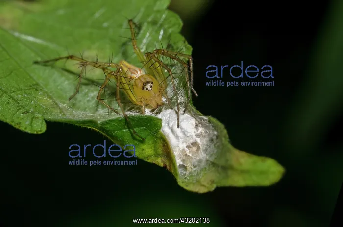  : Lynx Spider with nest - Saba, Bali, Indonesia