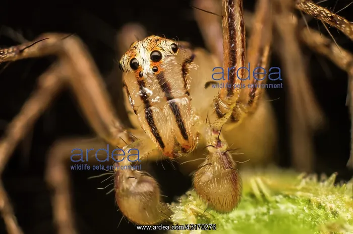 : Lynx spider (Oxyopidae), Australia : Lynx spider (Oxyopidae), Australia