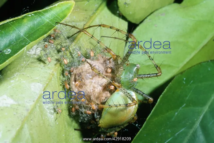 : Lynx Spider - protecting spiderlings : Lynx Spider - protecting spiderlings