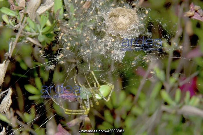 : Lynx Spider and Young : Lynx Spider and Young