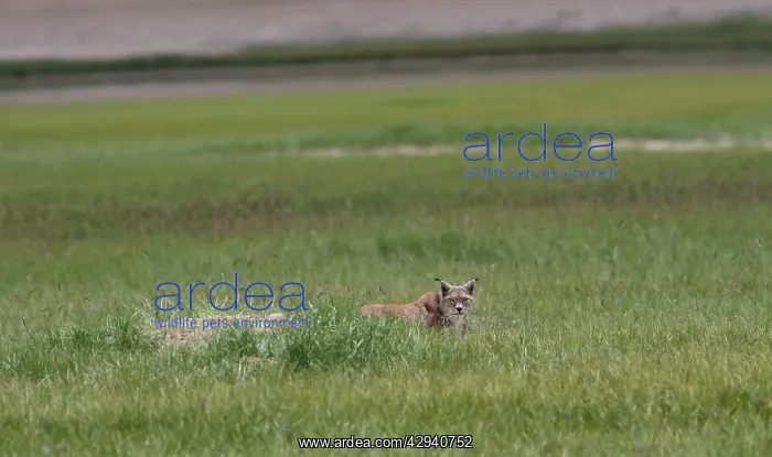 : Lynx standing next to a marmot hole : Lynx standing next to a marmot hole