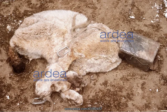 : Lynx TRAP - trussed by villagers (caught in goat's pen) : Lynx TRAP - trussed by villagers (caught in goat's pen)