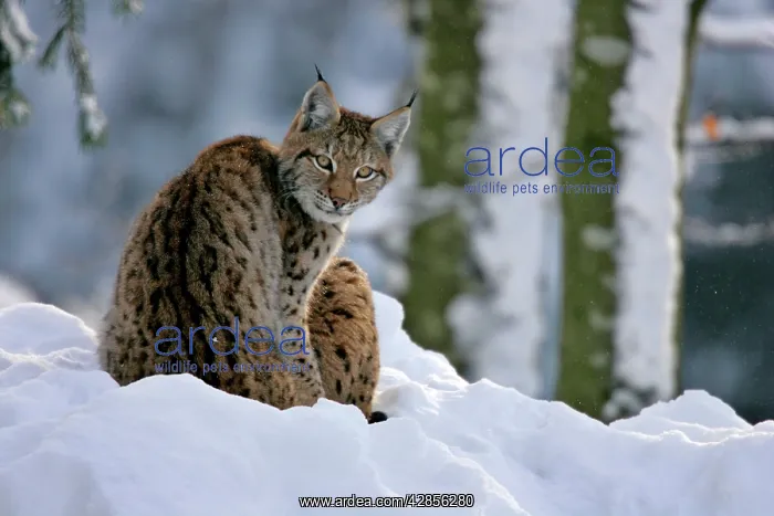 : Lynx - in winter forest : Lynx - in winter forest