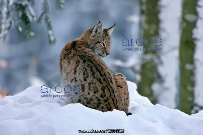 : Lynx - in winter forest : Lynx - in winter forest