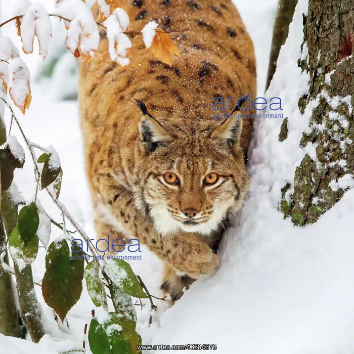 : Lynx in winter in the open-air animal enclosure i : Lynx in winter in the open-air animal enclosure i