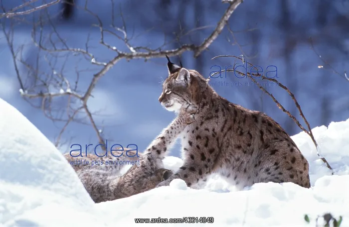 : Lynx - x two, playing in snow : Lynx - x two, playing in snow