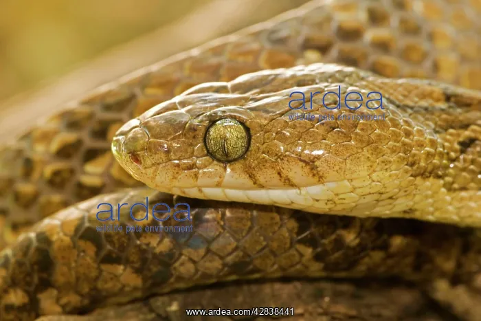 : Lyre Snake : Lyre Snake