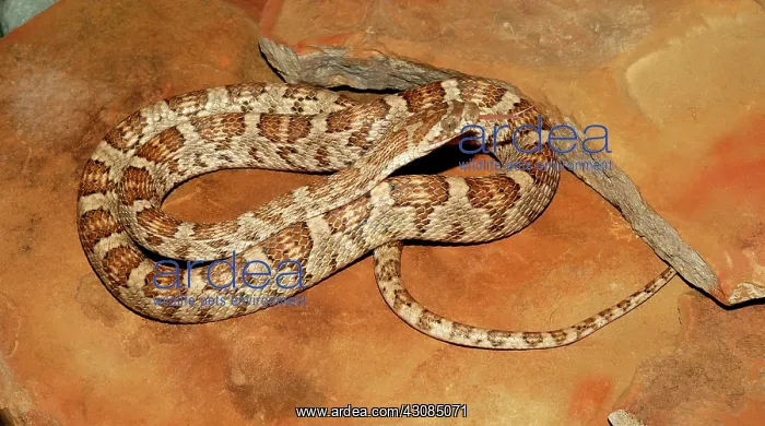 : Lyre Snake (Trimorphodon biscutatus) : Lyre Snake (Trimorphodon biscutatus)