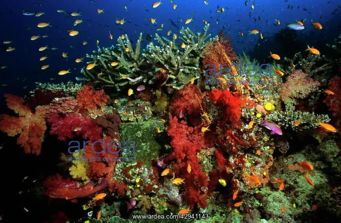 : Lyre-tail Fairy Basslets - in soft coral : Lyre-tail Fairy Basslets - in soft coral